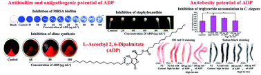 Graphical abstract: l-Ascorbyl 2,6-dipalmitate inhibits biofilm formation and virulence in methicillin-resistant Staphylococcus aureus and prevents triacylglyceride accumulation in Caenorhabditis elegans