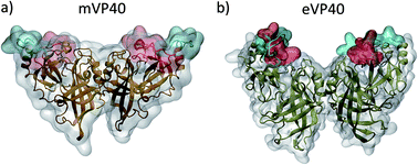 Graphical abstract: Plasma membrane association facilitates conformational changes in the Marburg virus protein VP40 dimer