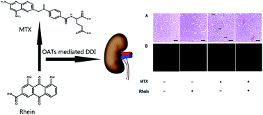 Graphical abstract: Organic anion transporters 1 (OAT1) and OAT3 meditated the protective effect of rhein on methotrexate-induced nephrotoxicity