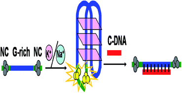 Graphical abstract: A novel, label-free fluorescence detection method for the formation of G-quadruplex DNA based on DNA-templated silver nanoclusters