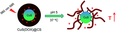 Graphical abstract: Core–shell structured nanospheres for photothermal ablation and pH-triggered drug delivery toward synergistic cancer therapy