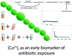 Graphical abstract: Intracellular free Ca2+ signals antibiotic exposure in cyanobacteria