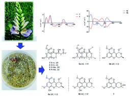 Graphical abstract: Chroman-4-one and pyrano[4,3-b]chromenone derivatives from the mangrove endophytic fungus Diaporthe phaseolorum SKS019