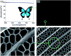 Graphical abstract: A low-cost, high-efficiency light absorption structure inspired by the Papilio ulysses butterfly