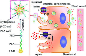 Graphical abstract: Loading docetaxel in β-cyclodextrin-based micelles for enhanced oral chemotherapy through inhibition of P-glycoprotein mediated efflux transport