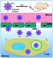 Graphical abstract: Overcoming the blood–brain barrier for glioma-targeted therapy based on an interleukin-6 receptor-mediated micelle system