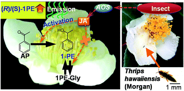 Graphical abstract: Insects (Thrips hawaiiensis (Morgan)) change the stereochemical configuration of 1-phenylethanol emitted from tea (Camellia sinensis) flowers