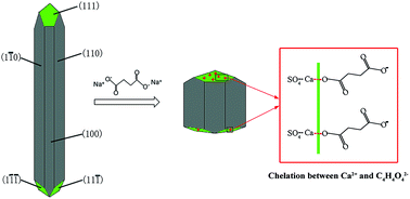 Graphical abstract: Synthesis of α-CaSO4·0.5H2O from flue gas desulfurization gypsum regulated by C4H4O4Na2·6H2O and NaCl in glycerol-water solution