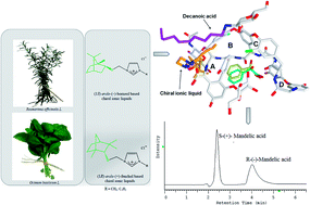 Graphical abstract: Renewable sources from plants as the starting material for designing new terpene chiral ionic liquids used for the chromatographic separation of acidic enantiomers