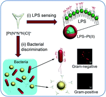 Graphical abstract: Luminescent detection of the lipopolysaccharide endotoxin and rapid discrimination of bacterial pathogens using cationic platinum(ii) complexes