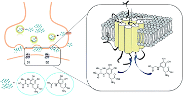 Graphical abstract: Tyrosinase mediated oxidative functionalization in the synthesis of DOPA-derived peptidomimetics with anti-Parkinson activity