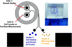 Graphical abstract: Isolation of functional mitochondria by inertial microfluidics – a new method to sort intracellular organelles from a small scale biological sample