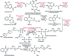 Graphical abstract: Enhancing menaquinone-7 production in recombinant Bacillus amyloliquefaciens by metabolic pathway engineering