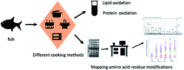 Graphical abstract: Proteomic study of the effect of different cooking methods on protein oxidation in fish fillets