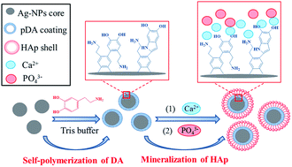 Graphical abstract: Fabrication of core–shell Ag@pDA@HAp nanoparticles with the ability for controlled release of Ag+ and superior hemocompatibility