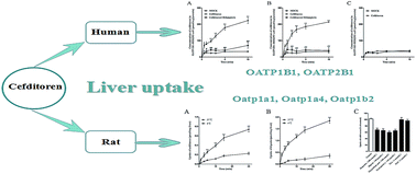 Graphical abstract: Liver uptake of cefditoren is mediated by OATP1B1 and OATP2B1 in humans and Oatp1a1, Oatp1a4, and Oatp1b2 in rats