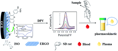 Graphical abstract: Pharmacokinetics study of isorhamnetin in rat plasma by a sensitive electrochemical sensor based on reduced graphene oxide