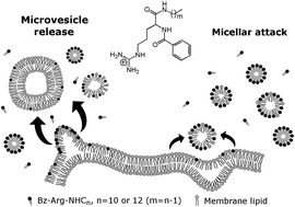 Graphical abstract: Microvesicle release and micellar attack as the alternative mechanisms involved in the red-blood-cell-membrane solubilization induced by arginine-based surfactants