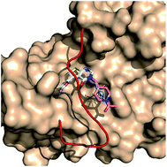 Graphical abstract: Structural insight into inhibition of REV7 protein interaction revealed by docking, molecular dynamics and MM/PBSA studies