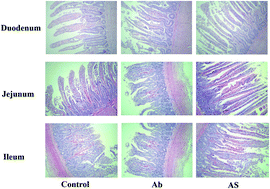 Graphical abstract: Stimulation of intestinal growth with distal ileal infusion of short-chain fatty acid: a reevaluation in a pig model