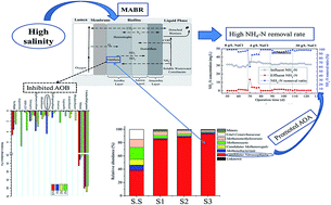 Graphical abstract: Assessing the performance and microbial structure of biofilms adhering on aerated membranes for domestic saline sewage treatment