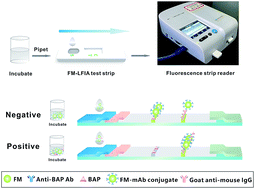 Graphical abstract: Fluorescent microsphere immunochromatographic assays for detecting bone alkaline phosphatase based on biolayer interferometry-selected antibody