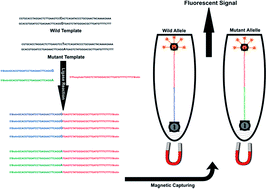 Graphical abstract: Fluorescent detection of point mutation via ligase reaction assisted by quantum dots and magnetic nanoparticle-based probes