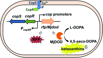Graphical abstract: Development of a pigment-based whole-cell biosensor for the analysis of environmental copper