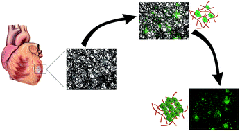 Graphical abstract: Injectable and thermoresponsive pericardial matrix derived conductive scaffold for cardiac tissue engineering
