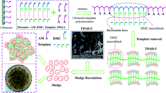 Graphical abstract: Ultrasonic-template technology inducing and regulating cationic microblocks in CPAM: characterization, mechanism and sludge flocculation performance