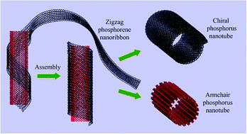 Graphical abstract: Self-assembled chiral phosphorus nanotubes from phosphorene: a molecular dynamics study