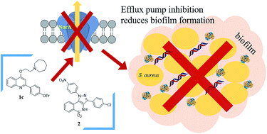 Graphical abstract: Investigation on the effect of known potent S. aureus NorA efflux pump inhibitors on the staphylococcal biofilm formation