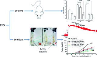 Graphical abstract: Effects of Rhizoma Parisdis total saponins and its main compounds on gastric emptying via regulating muscarinic receptors in vitro and in vivo