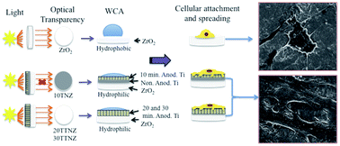 Graphical abstract: Transparent TiO2 nanotubes on zirconia for biomedical applications