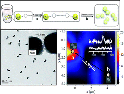 Graphical abstract: In situ construction of polymer-encapsulated Au nanoparticle dimers based on a C–C coupling reaction