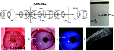Graphical abstract: Collagen membranes crosslinked by β-cyclodextrin polyrotaxane monoaldehyde with good biocompatibilities and repair capabilities for cornea repair