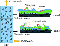 Graphical abstract: Biofilms formed within the acidic and the neutral biotrickling filters for treating H2S-containing waste gases