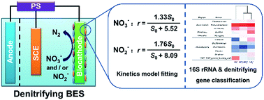 Graphical abstract: Kinetics and gene diversity of denitrifying biocathode in biological electrochemical systems