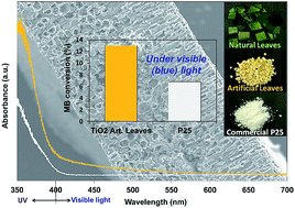 Graphical abstract: Bio-mimicking TiO2 architectures for enhanced photocatalytic activity under UV and visible light