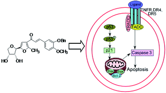 Graphical abstract: C-Glycosylated cinnamoylfuran derivatives as novel anti-cancer agents