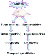 Graphical abstract: Possible target-related proteins of stress-resistant rats suggested by label-free proteomic analysis