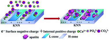 Graphical abstract: Spatial charge manipulated set-selective apatite deposition on micropatterned piezoceramic