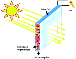 Graphical abstract: Cellulose nanocrystals as host matrix and waveguide materials for recyclable luminescent solar concentrators