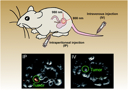 Graphical abstract: In vivo biodistribution and passive accumulation of upconversion nanoparticles in colorectal cancer models via intraperitoneal injection