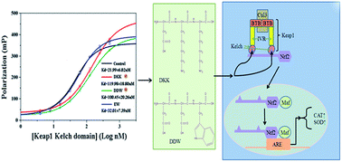 Graphical abstract: Direct inhibition of Keap1–Nrf2 interaction by egg-derived peptides DKK and DDW revealed by molecular docking and fluorescence polarization