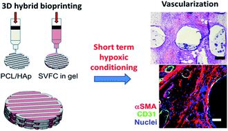 Graphical abstract: Short-term hypoxic preconditioning promotes prevascularization in 3D bioprinted bone constructs with stromal vascular fraction derived cells