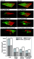 Graphical abstract: Biofouling formation and structure on original and modified PVDF membranes: role of microbial species and membrane properties