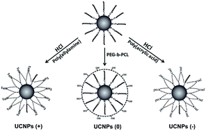 Graphical abstract: Dependence between cytotoxicity and dynamic subcellular localization of up-conversion nanoparticles with different surface charges