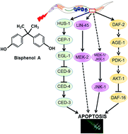 Graphical abstract: Bisphenol A exposure triggers apoptosis via three signaling pathways in Caenorhabditis elegans