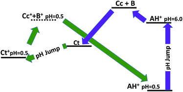 Graphical abstract: Exploring the diethylaminoflavylium derivatives multistate system of chemical reactions in the presence of CTAB micelles: thermodynamic reversibility achieved through different kinetic pathways